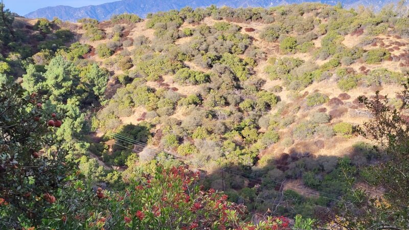 Bee Rock - Los Angeles, CA