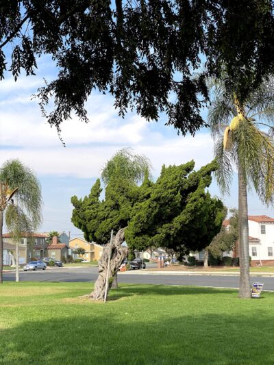 Circle Park - Los Angeles, CA