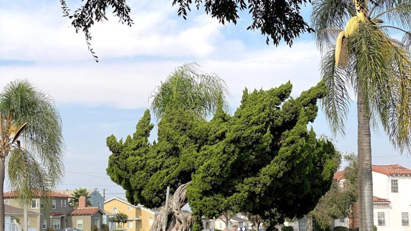 Circle Park - Los Angeles, CA