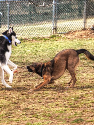 Dog park at Wayne’s Way & Shared Dr - Los Angeles, CA