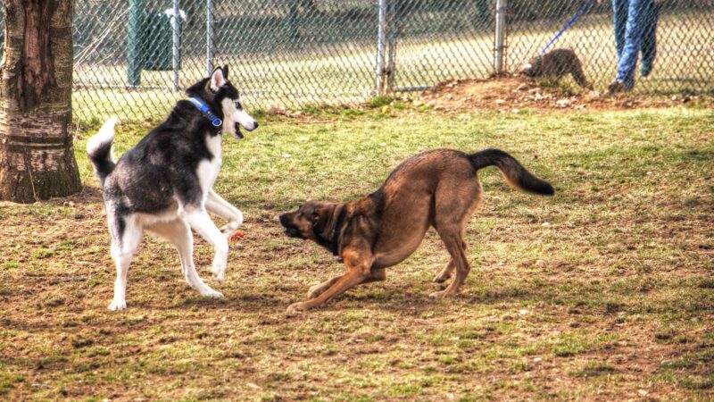 Dog park at Wayne’s Way & Shared Dr - Los Angeles, CA