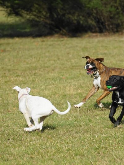 Dog park at Wayne’s Way & Shared Dr - Los Angeles, CA