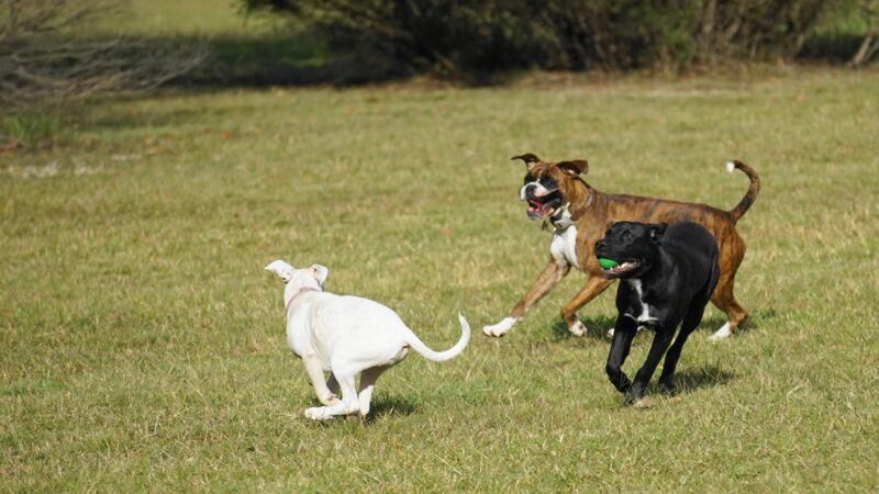 Dog park at Wayne’s Way & Shared Dr - Los Angeles, CA