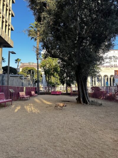 Grand Park- Dog Park - Los Angeles, CA