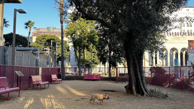 Grand Park- Dog Park - Los Angeles, CA