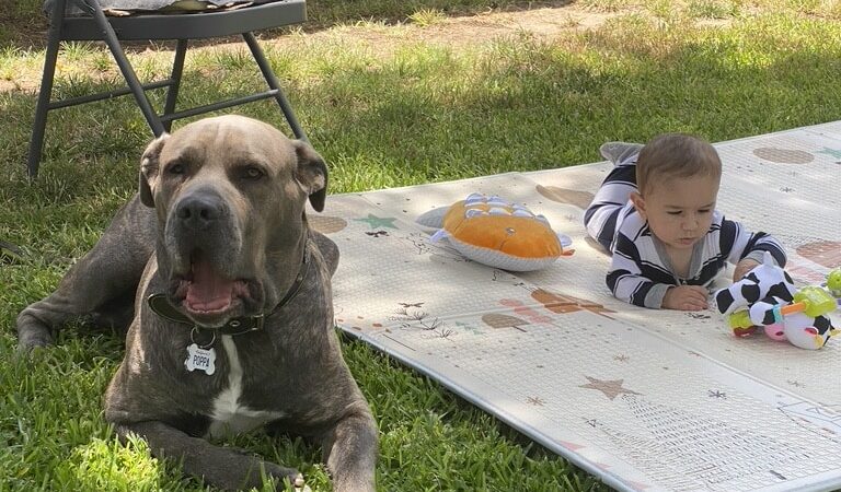 Grand Park- Dog Park - Los Angeles, CA