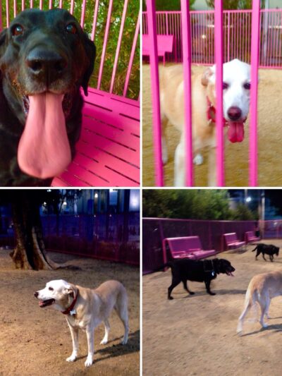 Grand Park- Dog Park - Los Angeles, CA