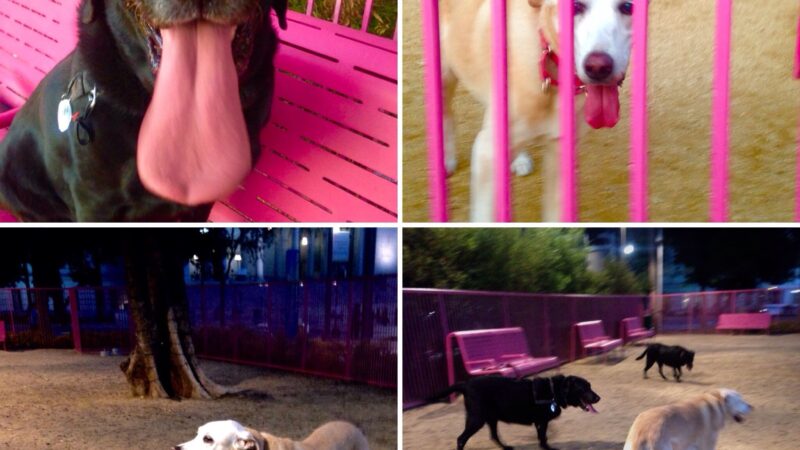 Grand Park- Dog Park - Los Angeles, CA