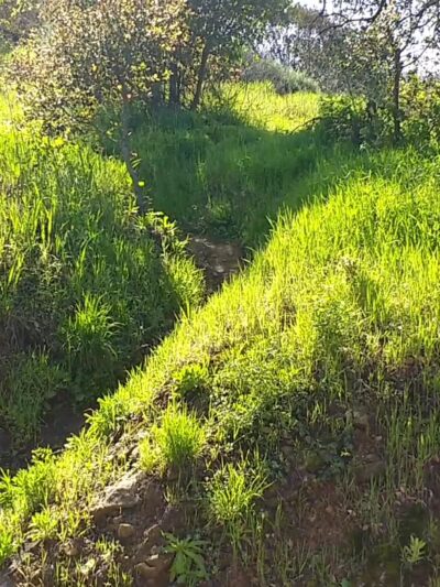 Griffith Park - Los Angeles, CA