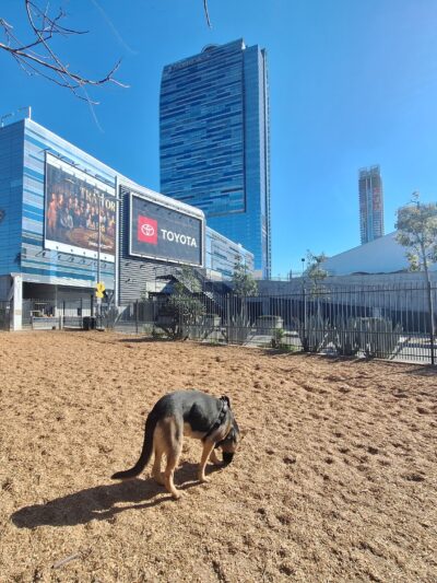 L.A. Live Large Dogs Park - Los Angeles, CA