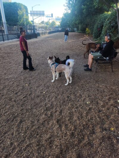 L.A. Live Large Dogs Park - Los Angeles, CA