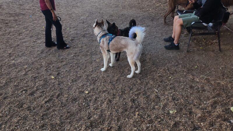 L.A. Live Large Dogs Park - Los Angeles, CA