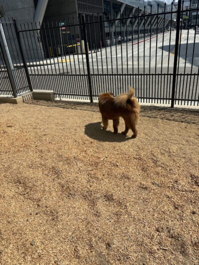 L.A. Live Large Dogs Park - Los Angeles, CA