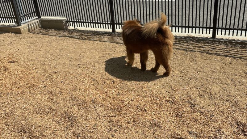 L.A. Live Large Dogs Park - Los Angeles, CA