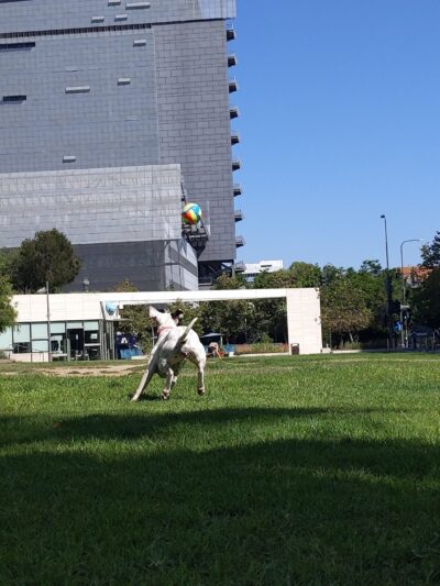 Plaza de California - Los Angeles, CA