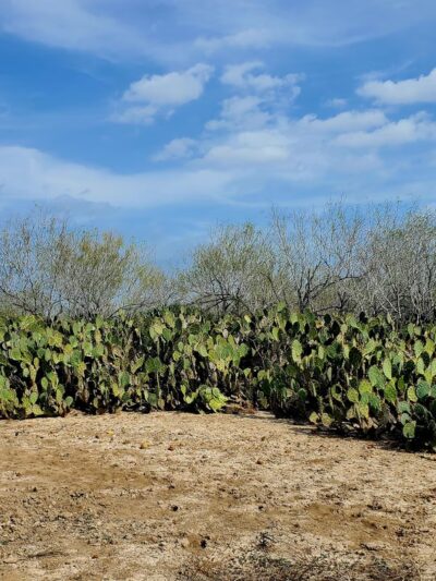 Los Ebanos - Los Ebanos, TX
