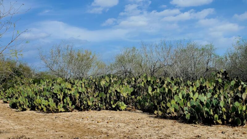 Los Ebanos - Los Ebanos, TX