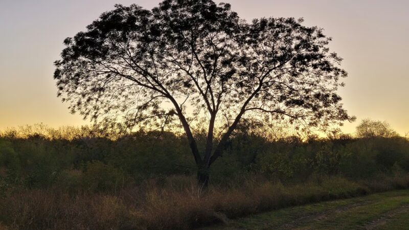 Los Fresnos Nature Park & Caracara Hike & Bike Trail - Los Fresnos, TX