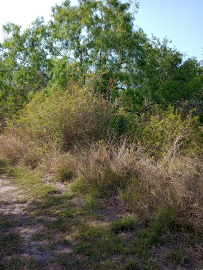 Los Fresnos Nature Park & Caracara Hike & Bike Trail - Los Fresnos, TX