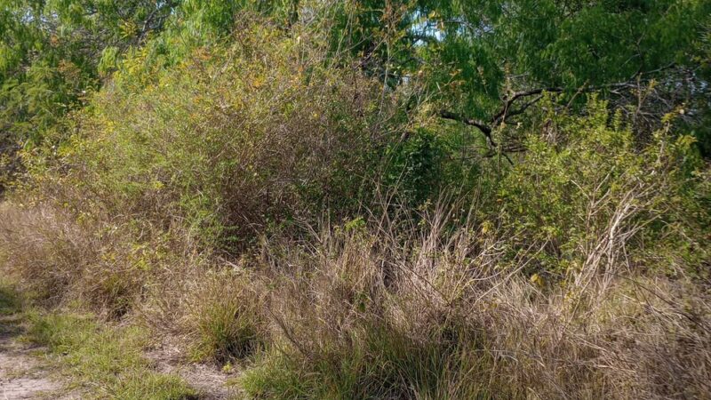 Los Fresnos Nature Park & Caracara Hike & Bike Trail - Los Fresnos, TX