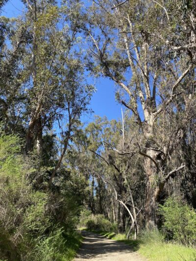 Jones Trail - Los Gatos, CA