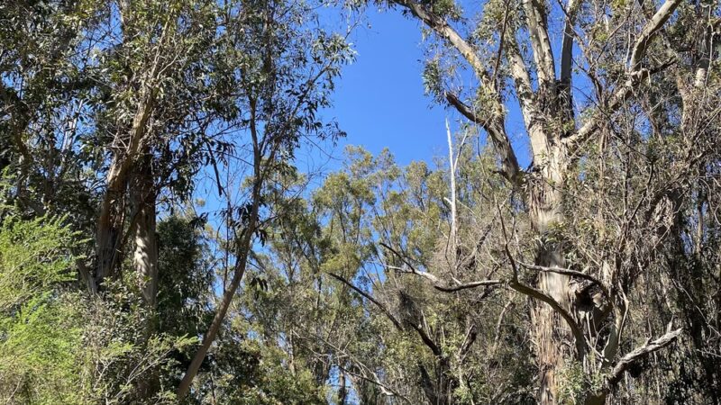 Jones Trail - Los Gatos, CA