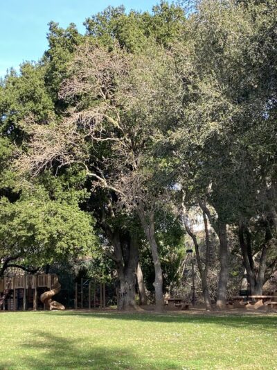 La Rinconada Park - Los Gatos, CA
