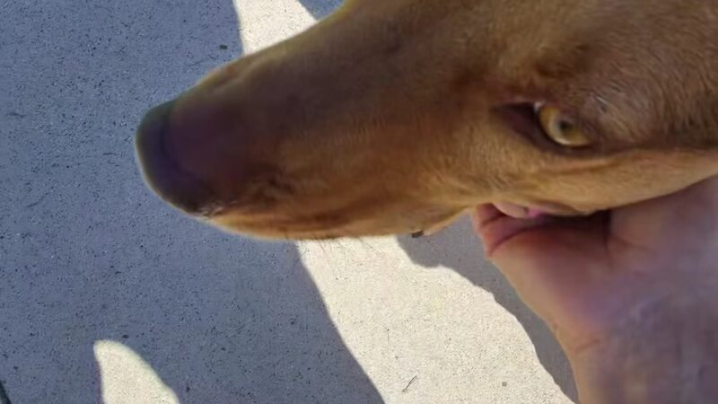 La Rinconada Park - Los Gatos, CA