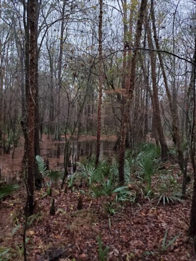 Ogeechee Crossing Park - Louisville, GA