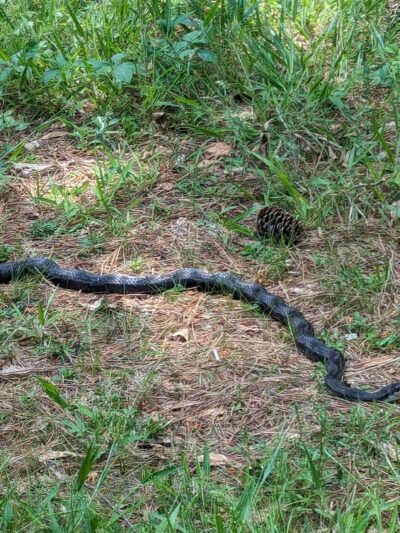 Ogeechee Crossing Park - Louisville, GA