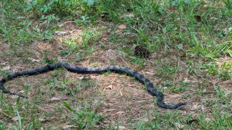 Ogeechee Crossing Park - Louisville, GA