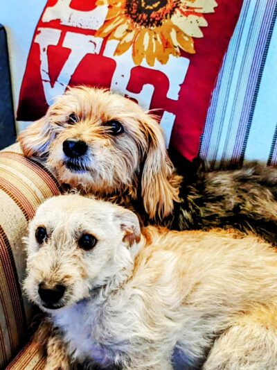 Love & Paws Pet Care - ,