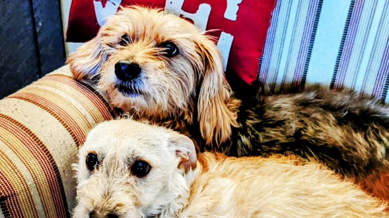 Love & Paws Pet Care - ,