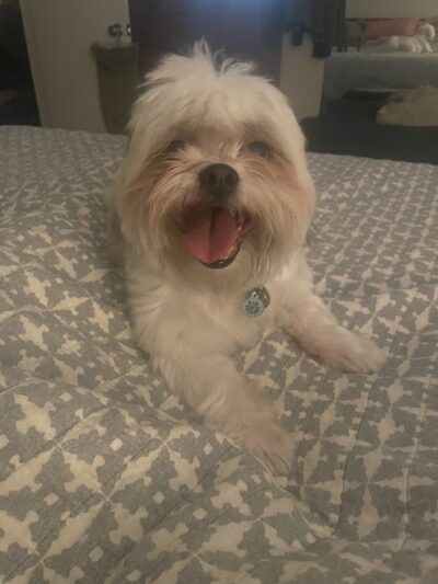 Love & Paws Pet Care - ,