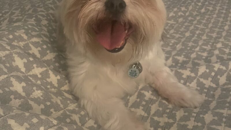 Love & Paws Pet Care - ,