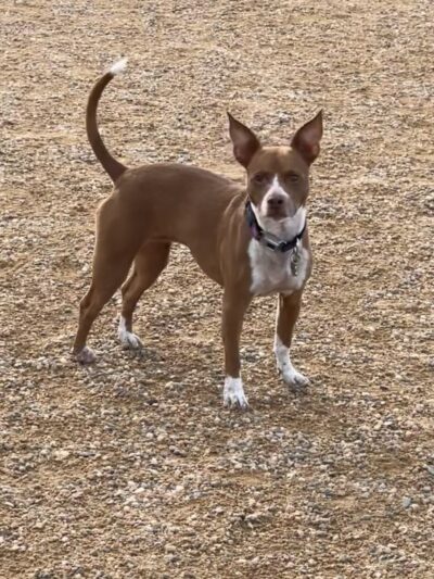 Mehaffey Park -Dog Park Area - Loveland, CO