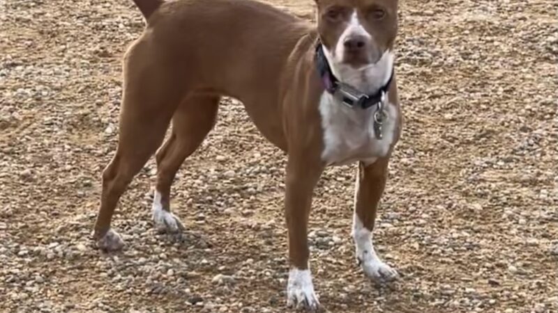 Mehaffey Park -Dog Park Area - Loveland, CO