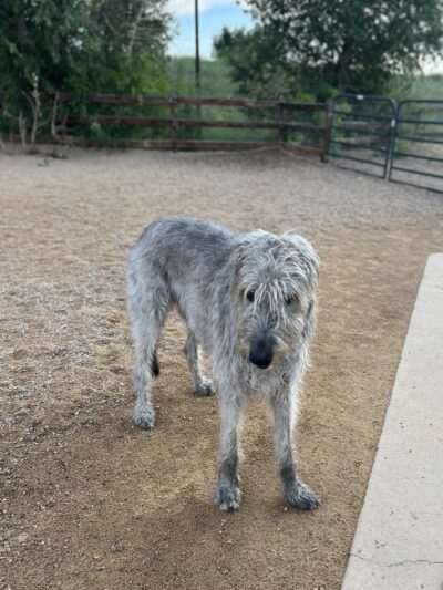 Mehaffey Park -Dog Park Area - Loveland, CO