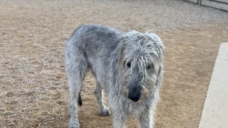 Mehaffey Park -Dog Park Area - Loveland, CO