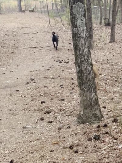 Dog Park - Lowell, NC