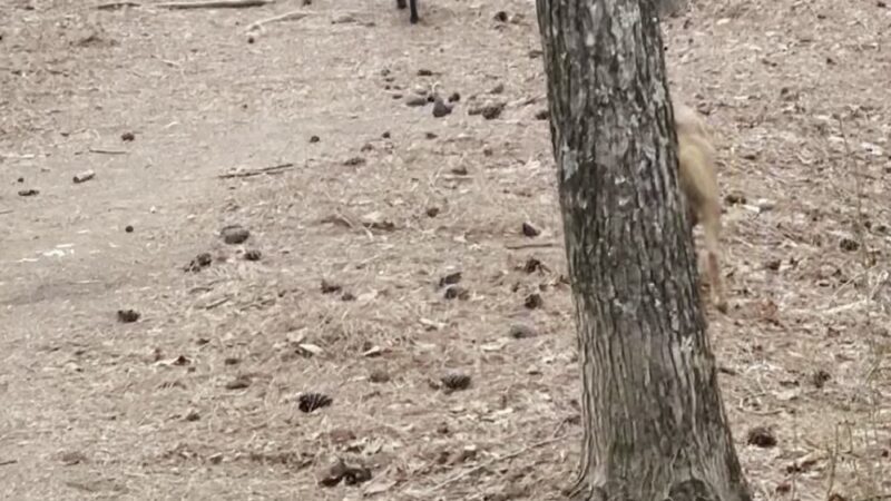 Dog Park - Lowell, NC