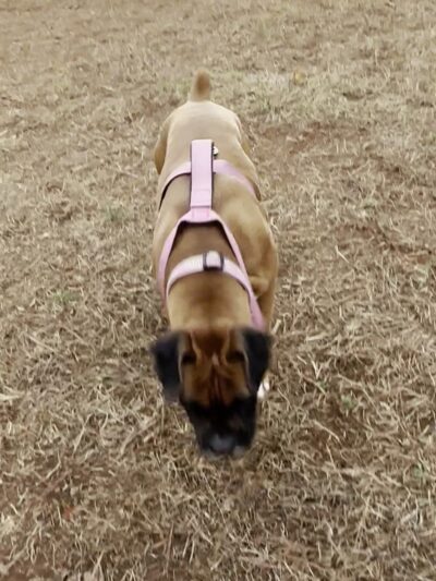 Dog Park - Lowell, NC