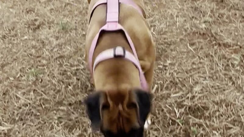 Dog Park - Lowell, NC