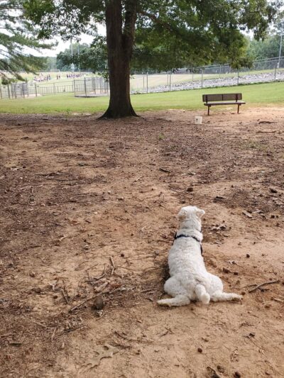 Dog Park - Lowell, NC