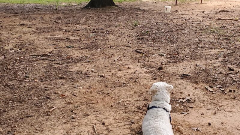 Dog Park - Lowell, NC