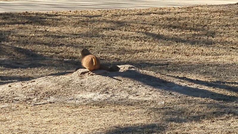Hodges Park - Lubbock, TX