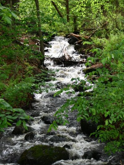 Ludlow Reservoir Shoreline Trail - Ludlow, MA