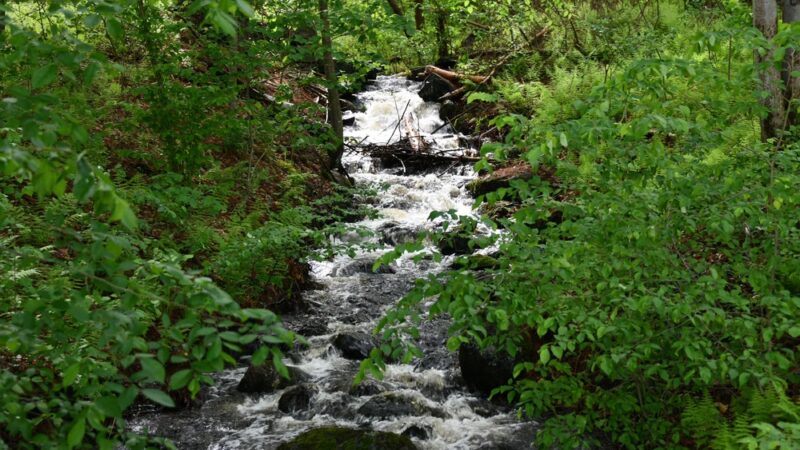Ludlow Reservoir Shoreline Trail - Ludlow, MA