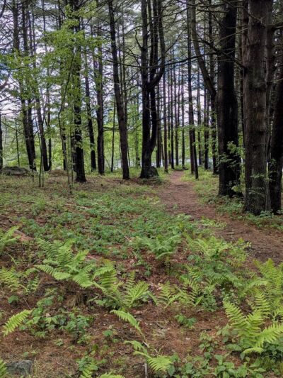 Ludlow Reservoir Shoreline Trail - Ludlow, MA