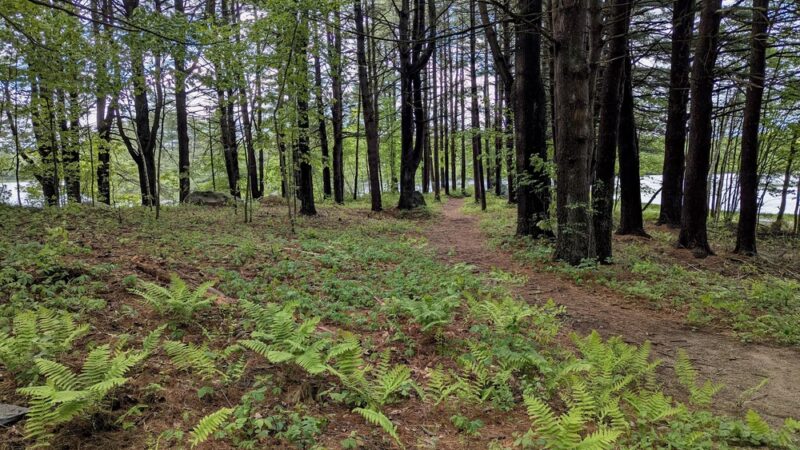 Ludlow Reservoir Shoreline Trail - Ludlow, MA